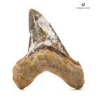DIENTE DE OTODUS SOKOLOVI dakla