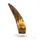 DIENTE DE SPINOSAURUS AEGYPTIACUS