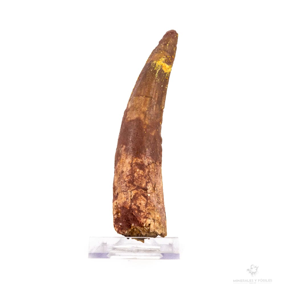 DIENTE DE SPINOSAURUS AEGYPTIACUS