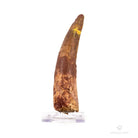 DIENTE DE SPINOSAURUS AEGYPTIACUS