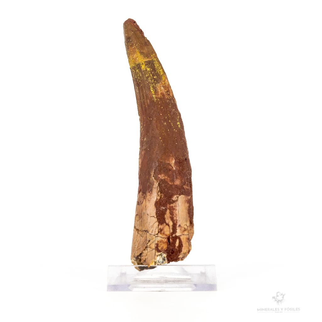 DIENTE DE SPINOSAURUS AEGYPTIACUS