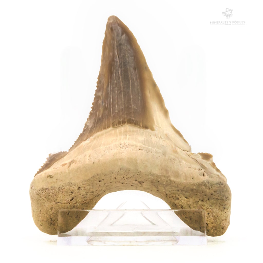 DIENTE DE OTODUS SOKOLOVI