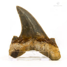 Otodontidae