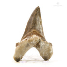 DIENTE DE OTODUS SOKOLOVI