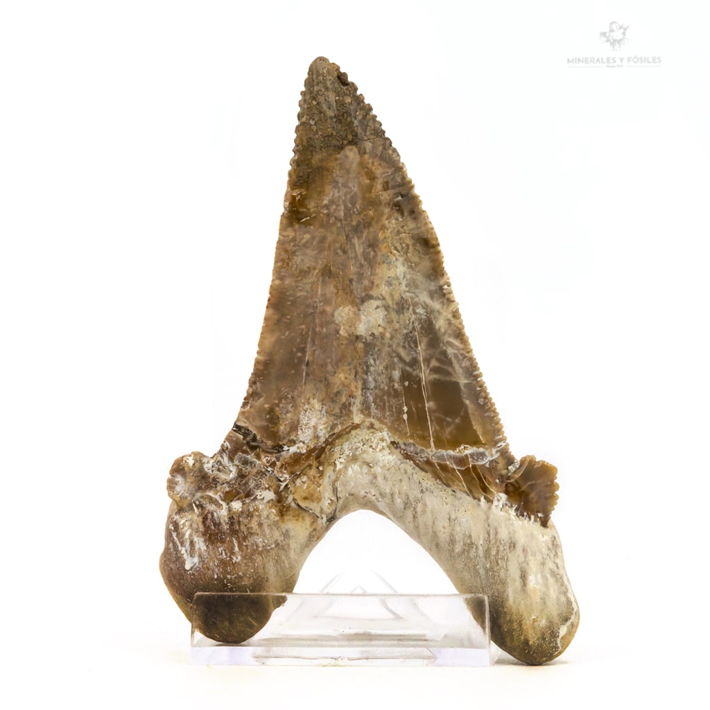 DIENTE DE OTODUS SOKOLOVI CARCHAROCLES
