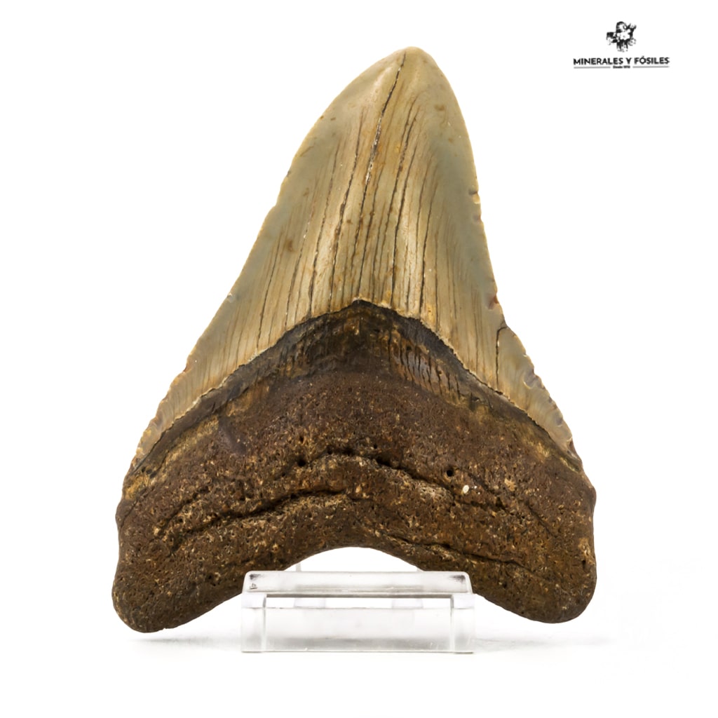 DIENTE DE CARCHARODON MEGALODON