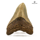 DIENTE DE CARCHARODON MEGALODON