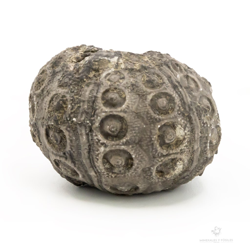 ERIZO FÓSIL GYMNOCIDARIS
