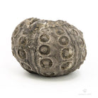 ERIZO FÓSIL GYMNOCIDARIS
