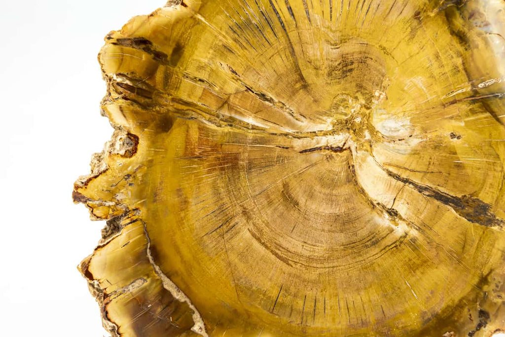 Tronco de árbol fósil Xilópalo de Madagascar. Tronco petrificado en placa