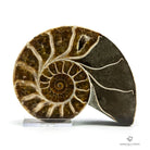 NAUTILUS FÓSIL NACARADO CORTADO