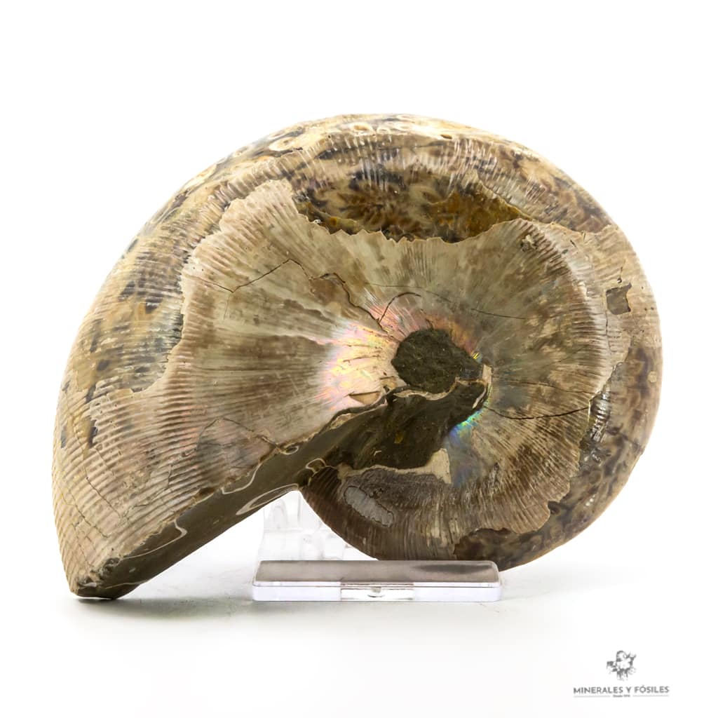 NAUTILUS FÓSIL NACARADO CORTADO nacar