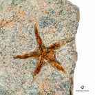 OPHIURA FÓSIL EN MATRIZ DETALLE