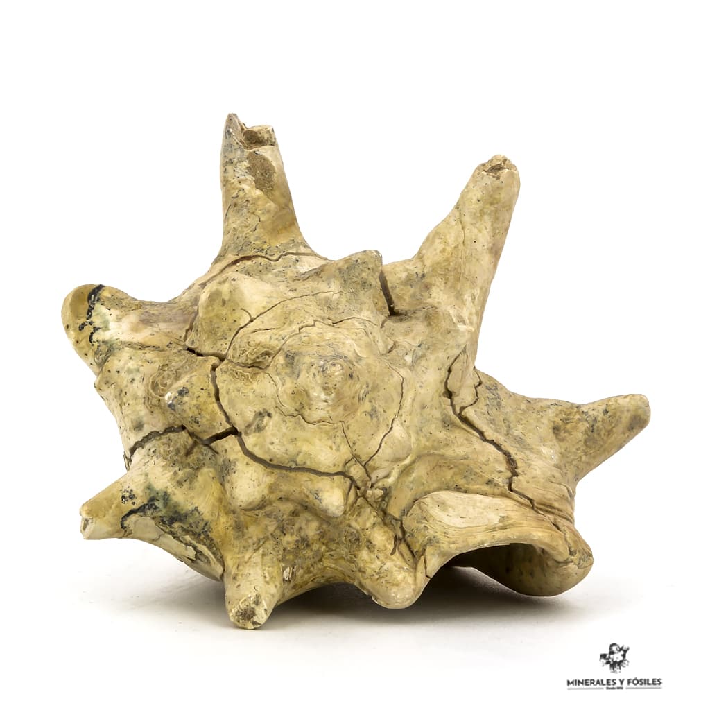 STROMBUS CORONATUS FÓSIL