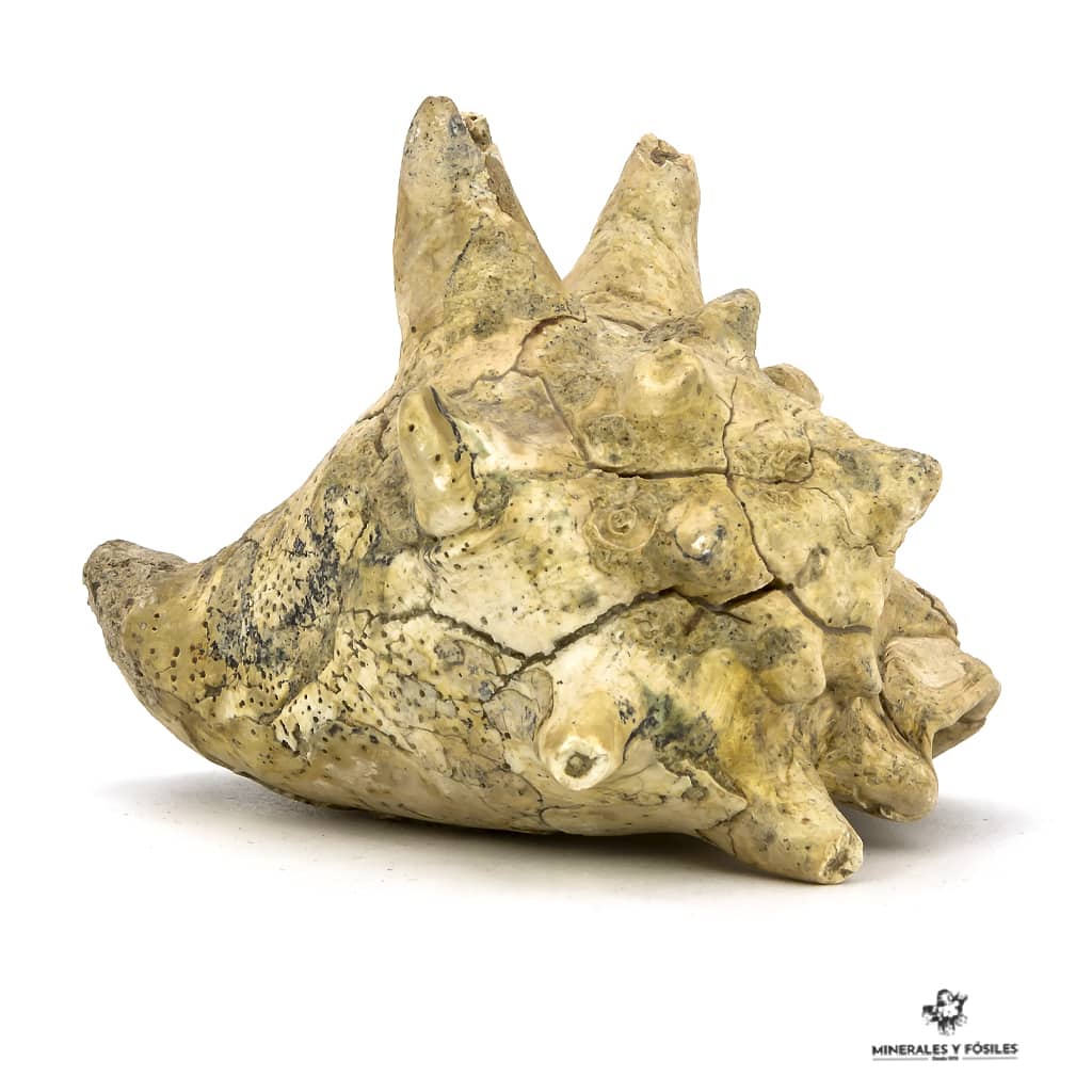 STROMBUS CORONATUS FÓSIL