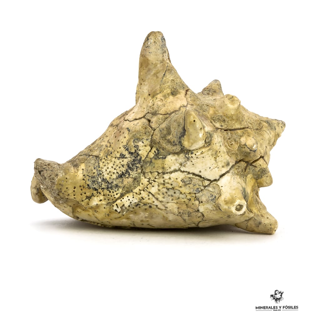 STROMBUS CORONATUS FÓSIL concha fosil