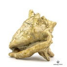 STROMBU Concha CORONATUS FÓSIL