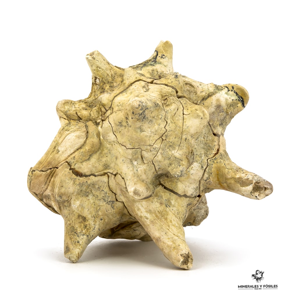 STROMBUS CORONATUS FÓSIL cuernos