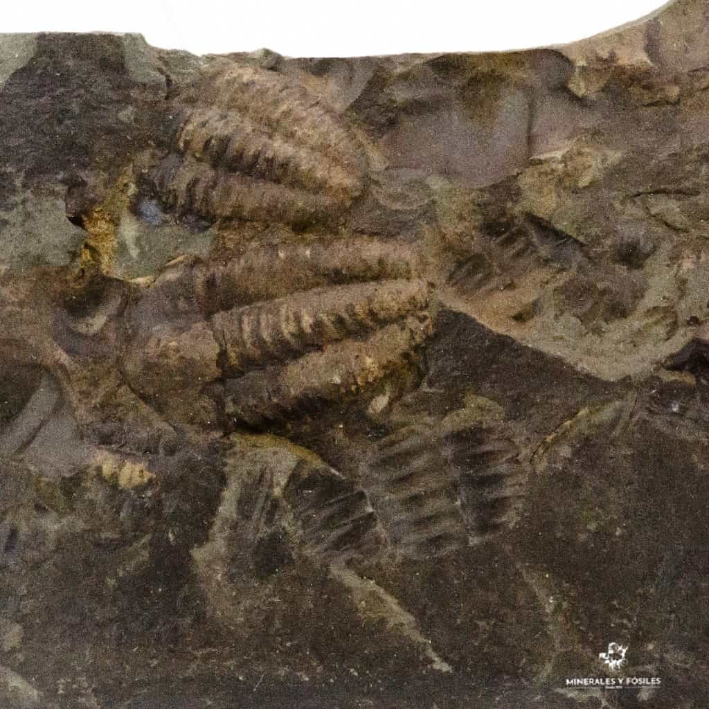 TRILOBITES ELLIPSOCEPHALUS HOFFI INDIVIDUO