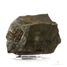 PAREJA DE TRILOBITES ELIPSOCEPHALUS HOFFI