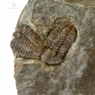 PAREJA TRILOBITES ELIPSOCEPHALUS HOFFI