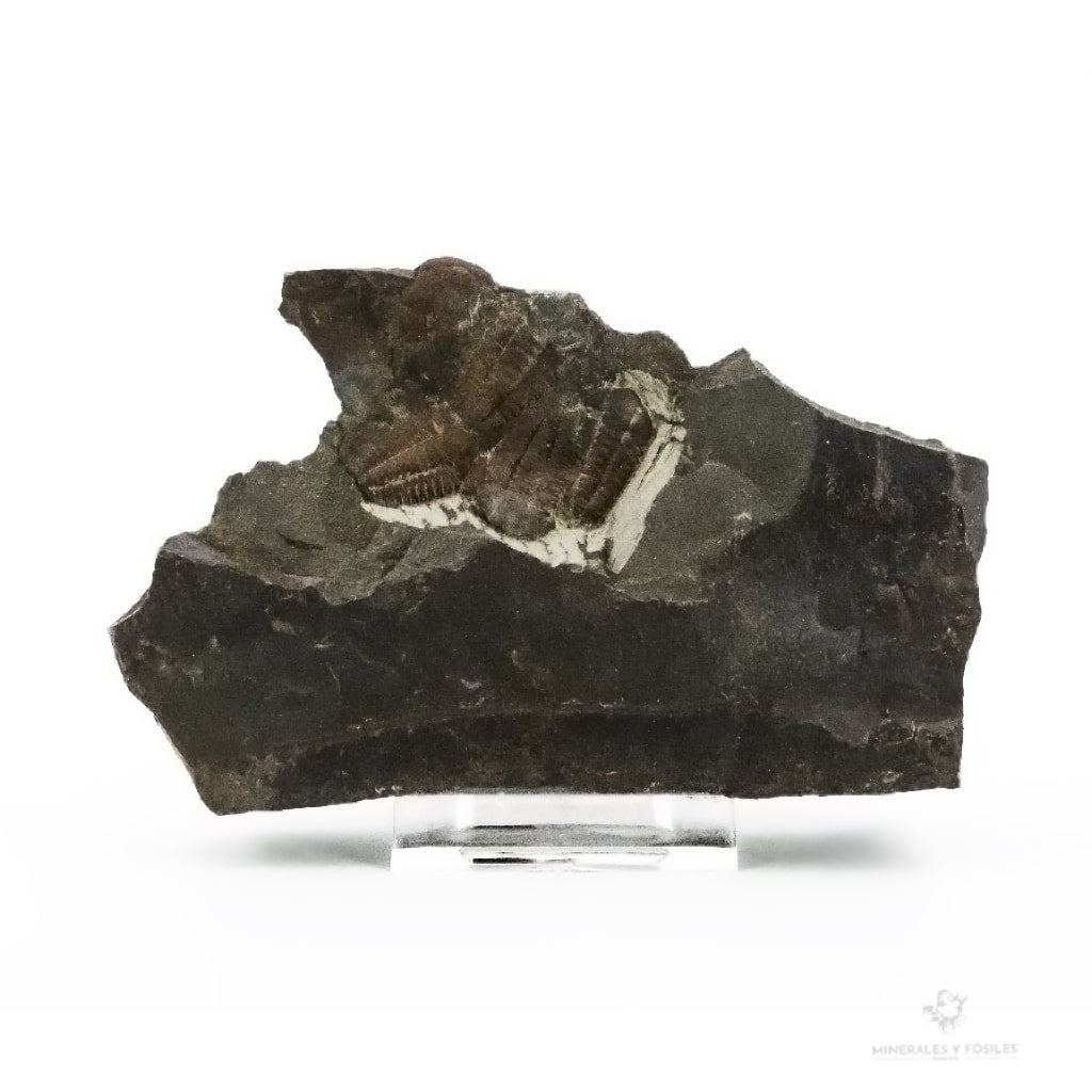 TRILOBITES ELIPSOCEPHALUS HOFFI