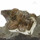 TRILOBITES ELIPSOCEPHALUS HOFFI