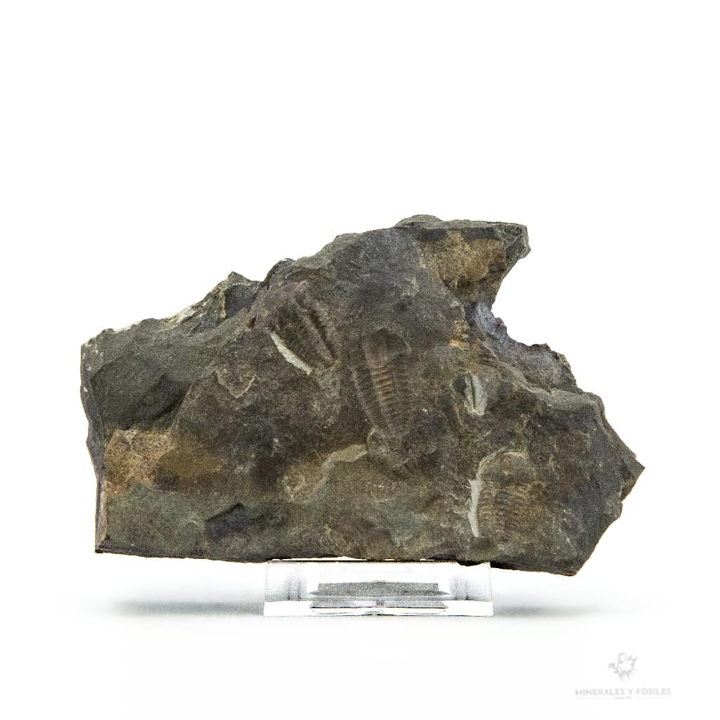 TRILOBITES ELIPSOCEPHALUS HOFFI