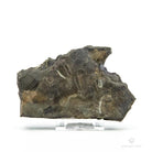TRILOBITES ELIPSOCEPHALUS HOFFI