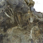 TRILOBITES ELIPSOCEPHALUS HOFFI