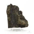 TRILOBITES ELIPSOCEPHALUS HOFFI