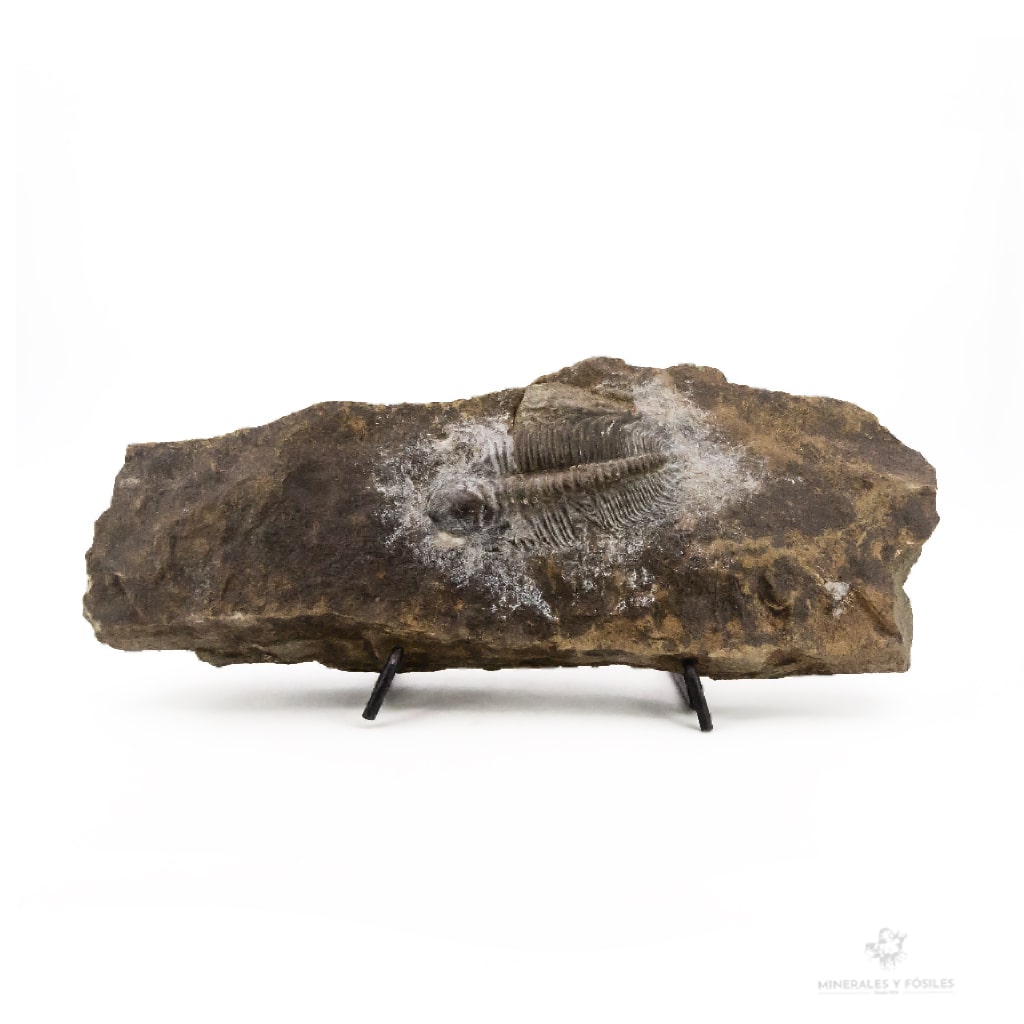 TRILOBITES PARADOXIDES GRACILIS rep checa