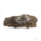 TRILOBITES PARADOXIDES GRACILIS rep checa