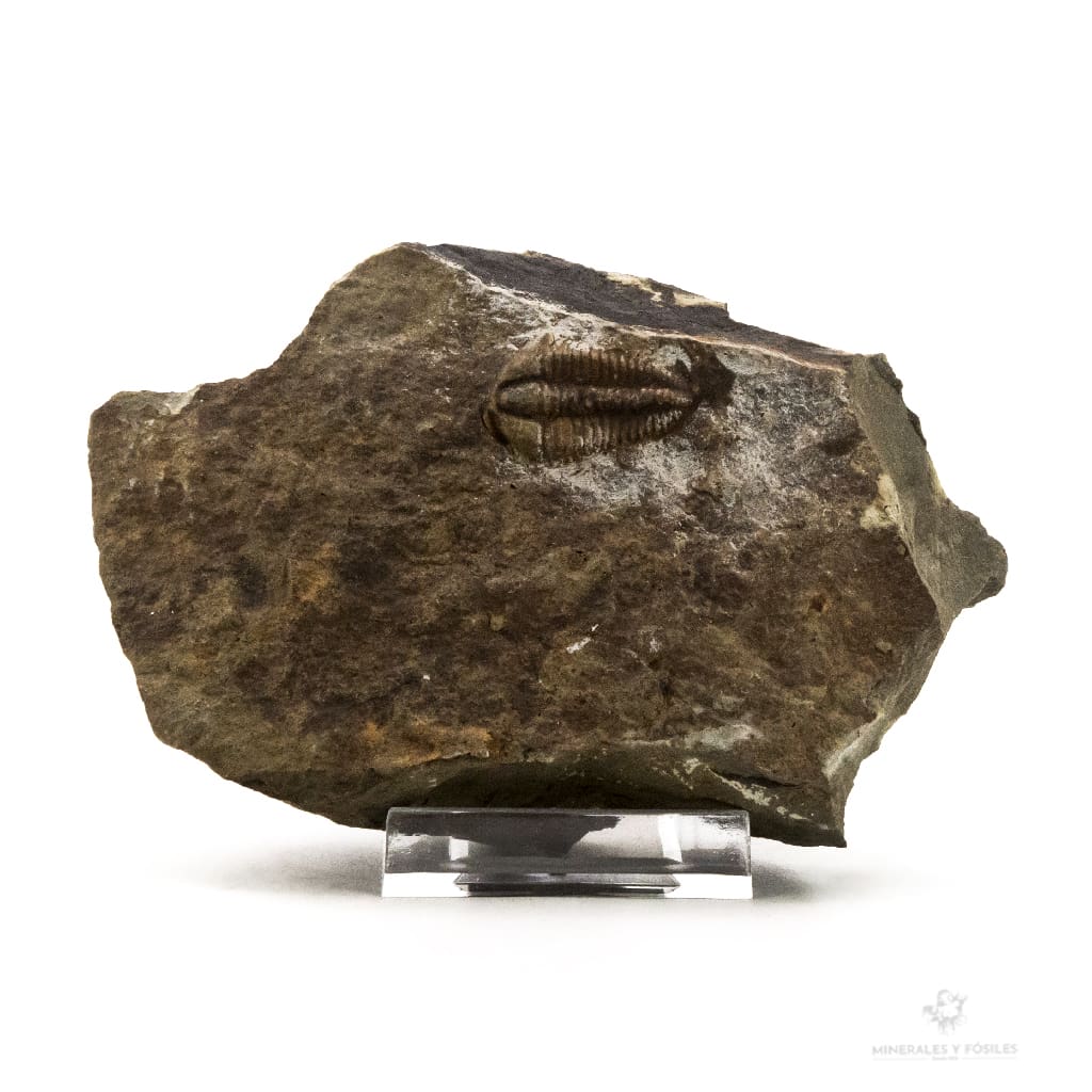 TRILOBITES ELLIPSOCEPHALUS HOFFI