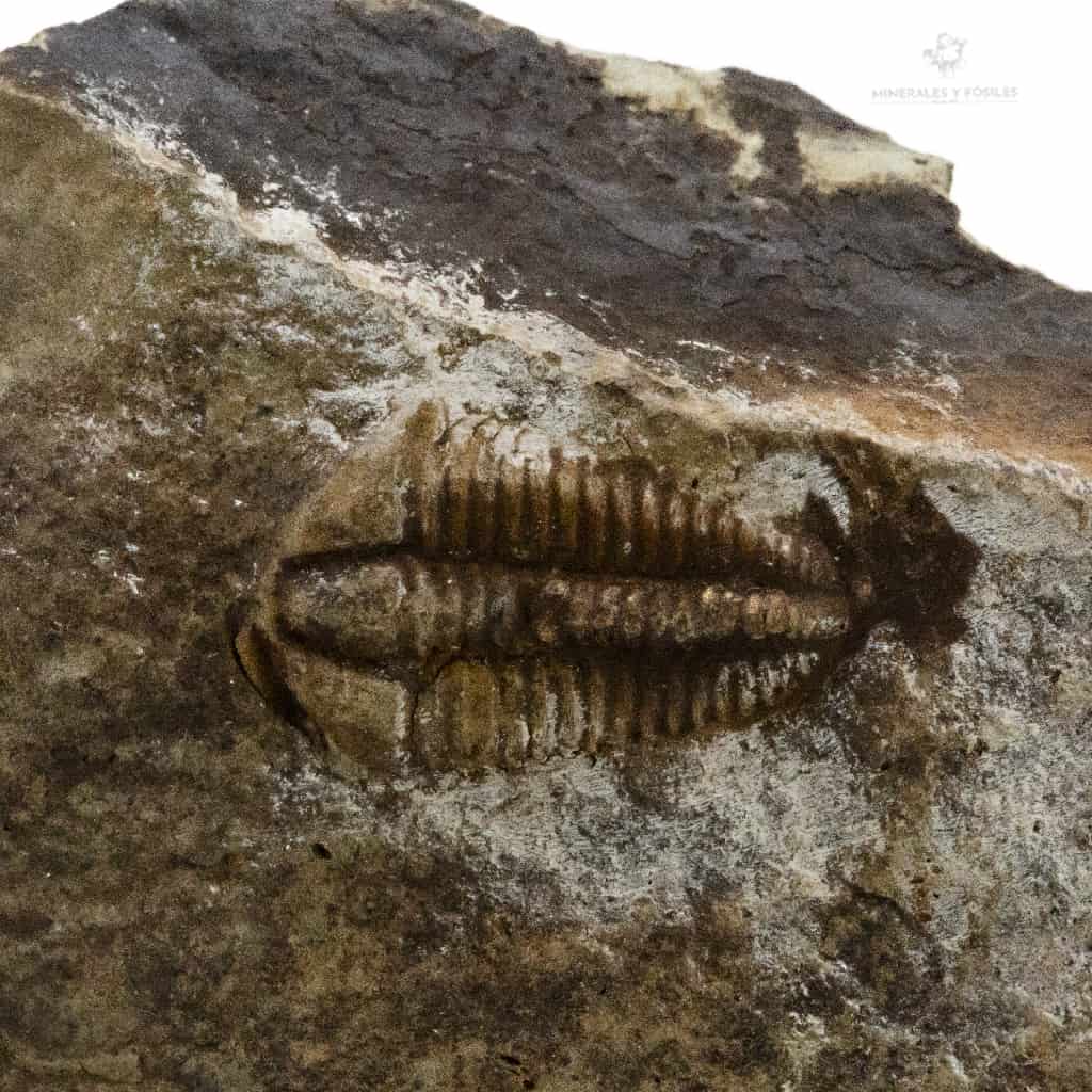 TRILOBITES ELLIPSOCEPHALUS HOFFI