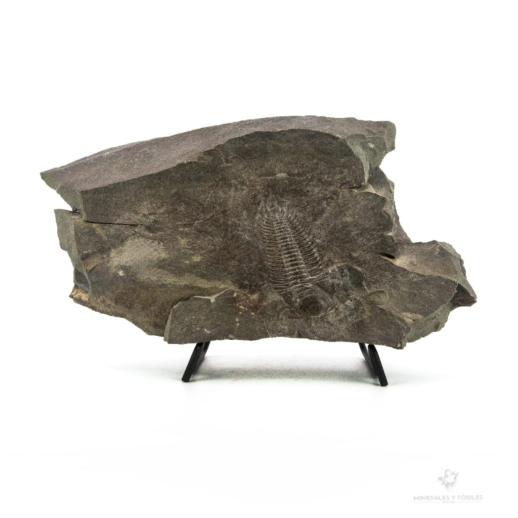 TRILOBITES PARADOXIDES GRACILIS