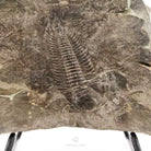 TRILOBITES PARADOXIDES GRACILIS