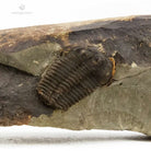 TRILOBITES PTYCHOPARIA STRIATA Fosil