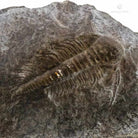 TRILOBITES PARADOXIDES GRACILIS caliza