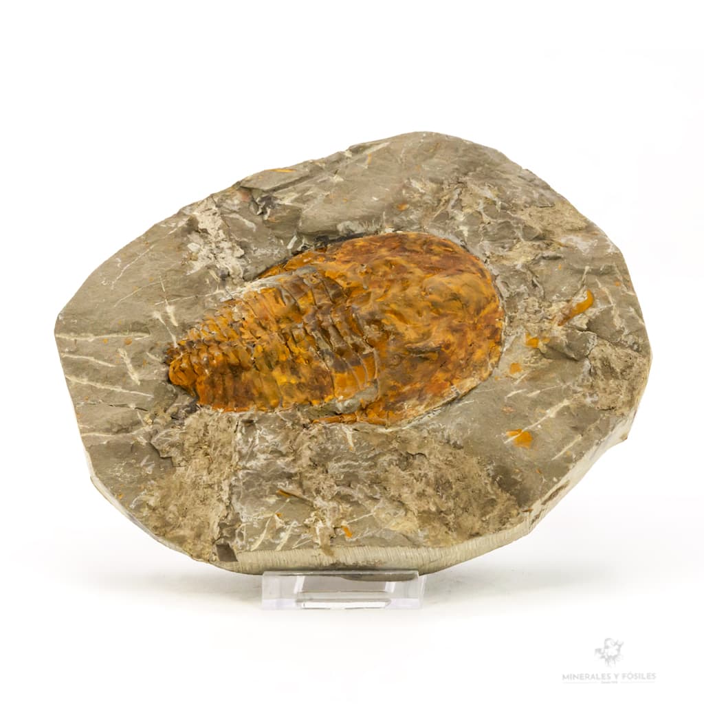 TRILOBITES CAMBROPALLAS TELESTO