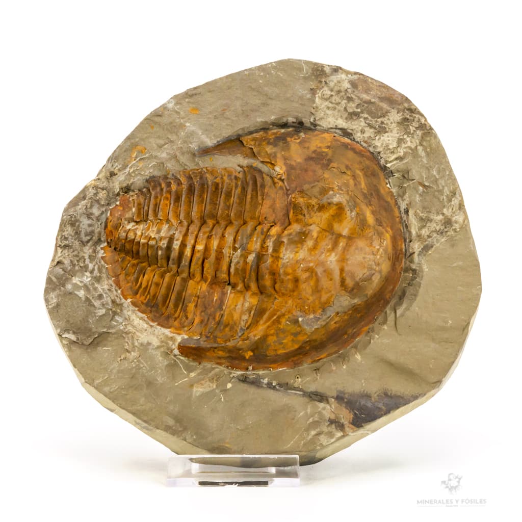 TRILOBITES CAMBROPALLAS TELESTO