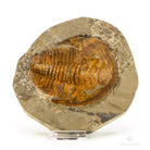 TRILOBITES CAMBROPALLAS TELESTO