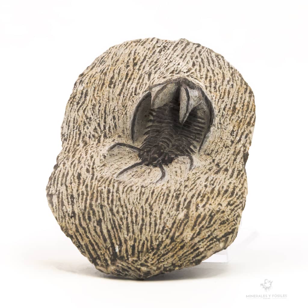 TRILOBITE DICRANURUS MONSTRUOSUS