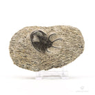 TRILOBITE DICRANURUS MONSTRUOSUS FOSIL