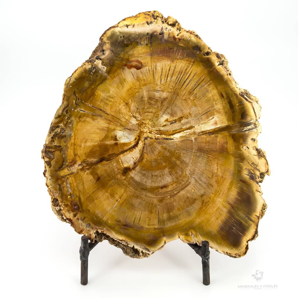 Xilópalo araucaria ANILLOS