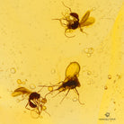 ámbar con abejas