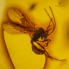 ABEJA EN AMBAR