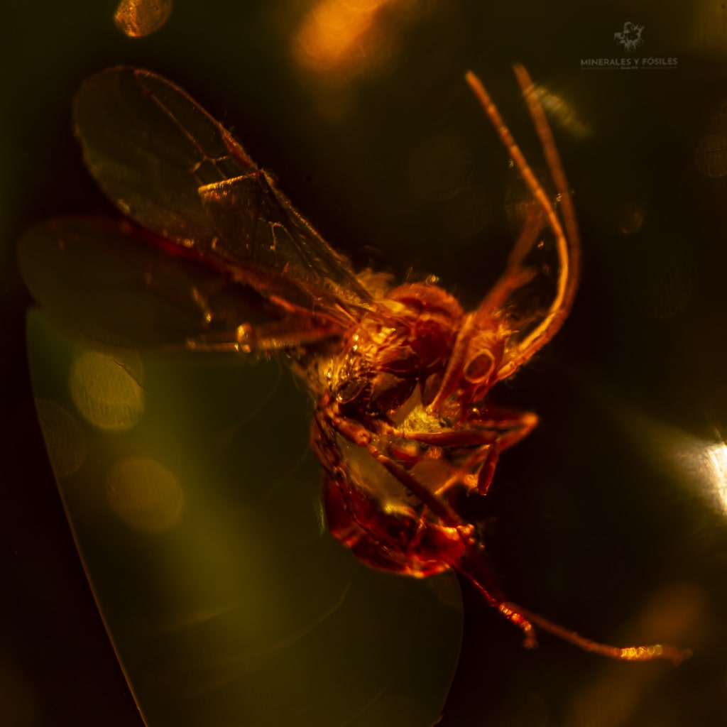 ABEJA REPUBLICA DOMINICANA