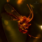 ABEJA REPUBLICA DOMINICANA