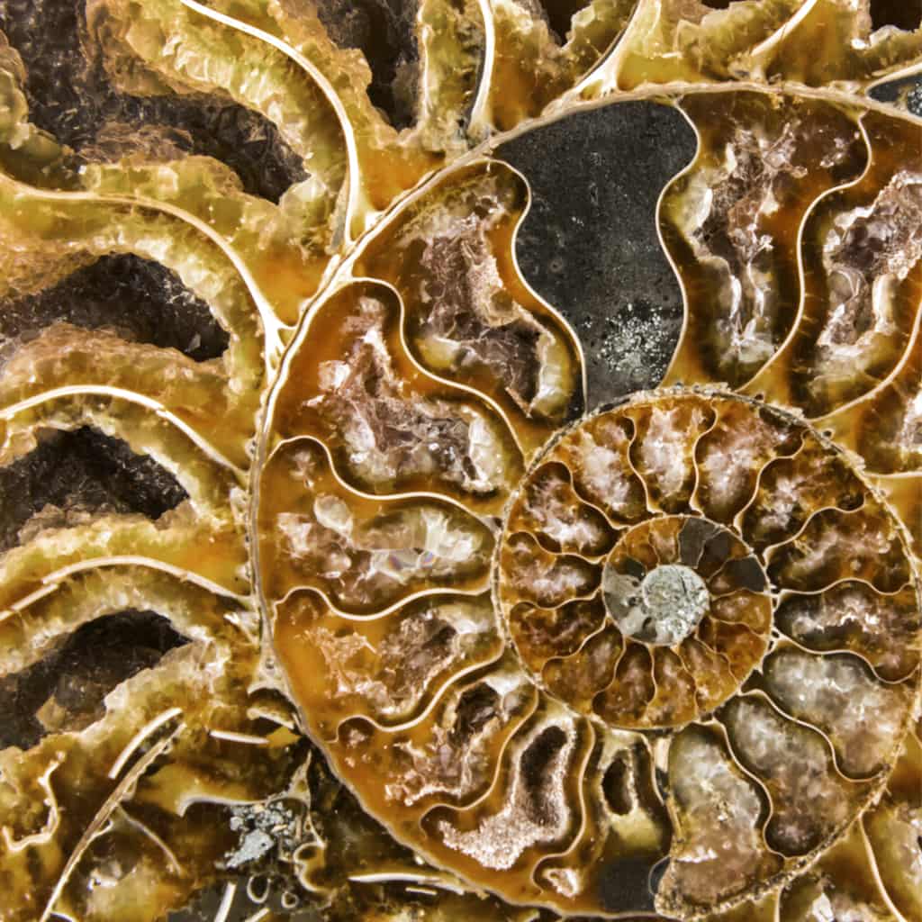 ammonites con calcita